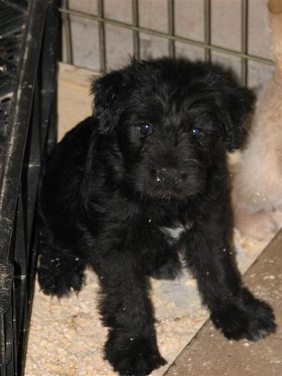 Puppies in GA